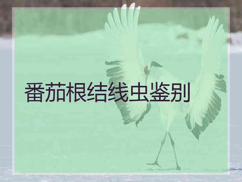 番茄根结线虫鉴别 番茄根结线虫鉴别