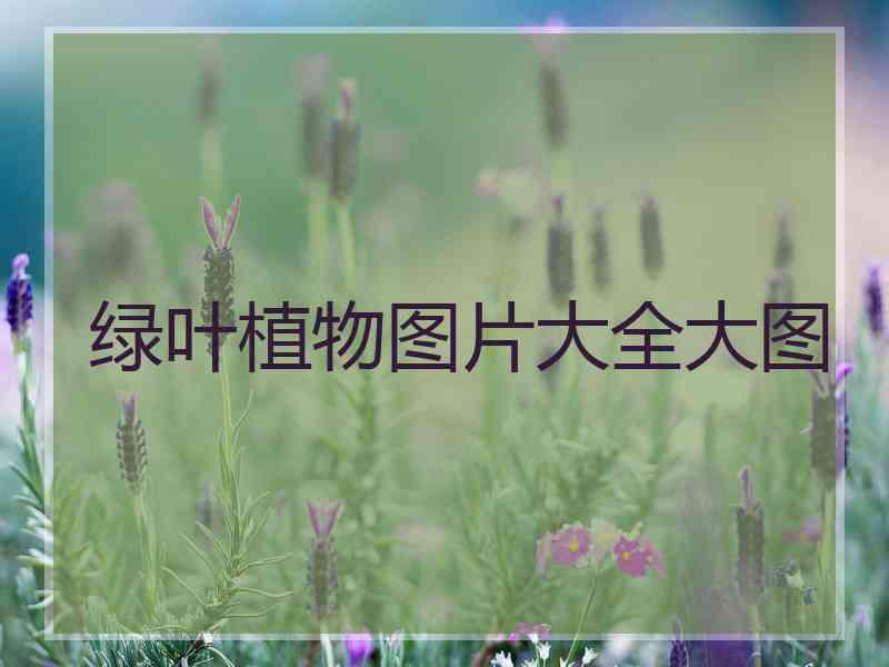 绿叶植物图片大全大图 绿叶植物图片大全大图