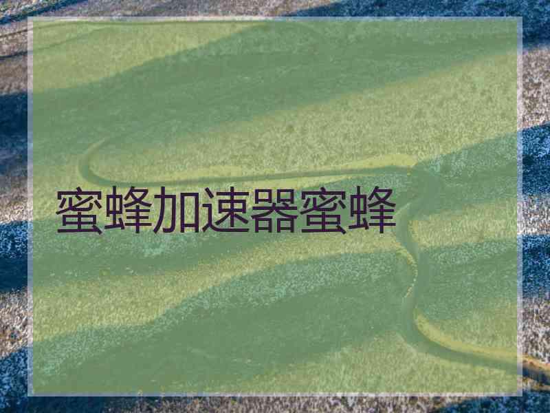 蜜蜂加速器蜜蜂