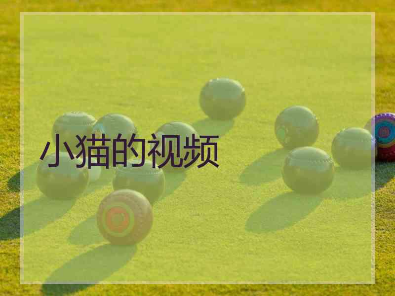 小猫的视频