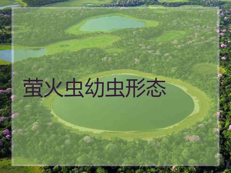 萤火虫幼虫形态