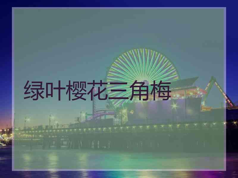 绿叶樱花三角梅