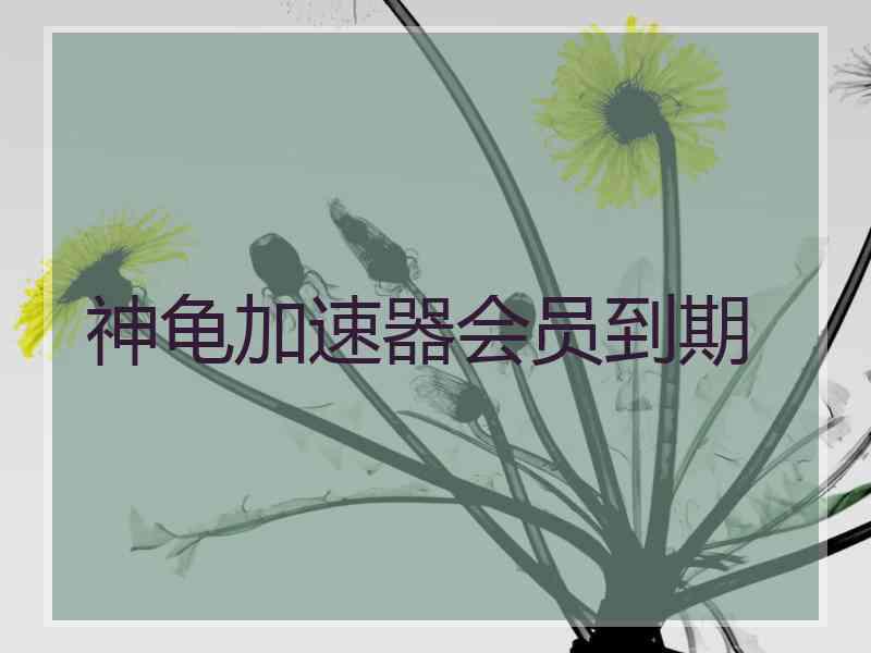 神龟加速器会员到期