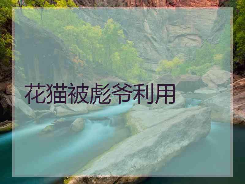 花猫被彪爷利用