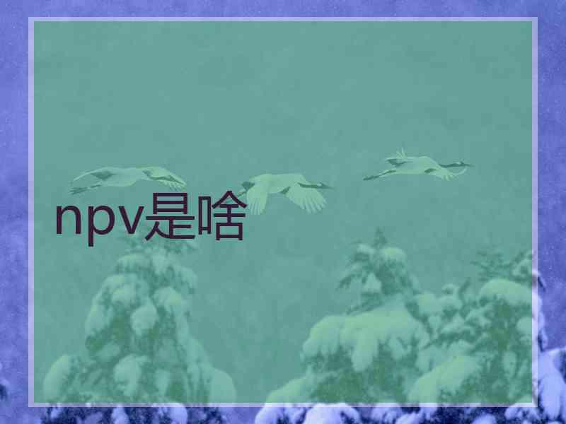 npv是啥