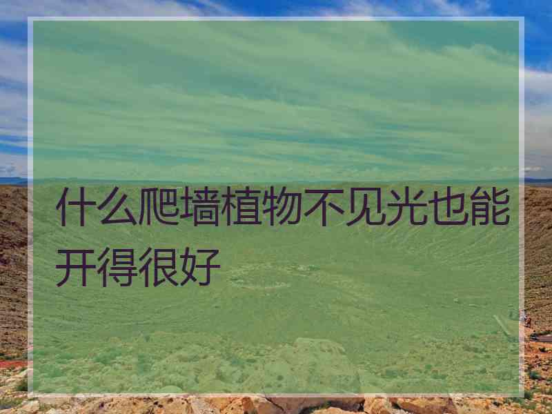 什么爬墙植物不见光也能开得很好