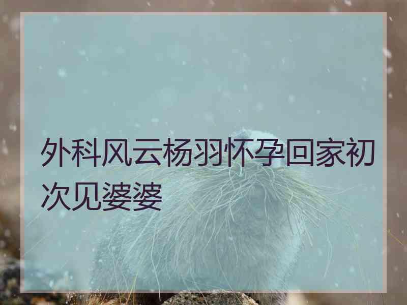 外科风云杨羽怀孕回家初次见婆婆