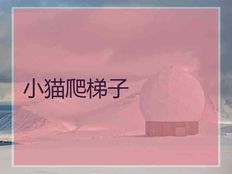 小猫爬梯子