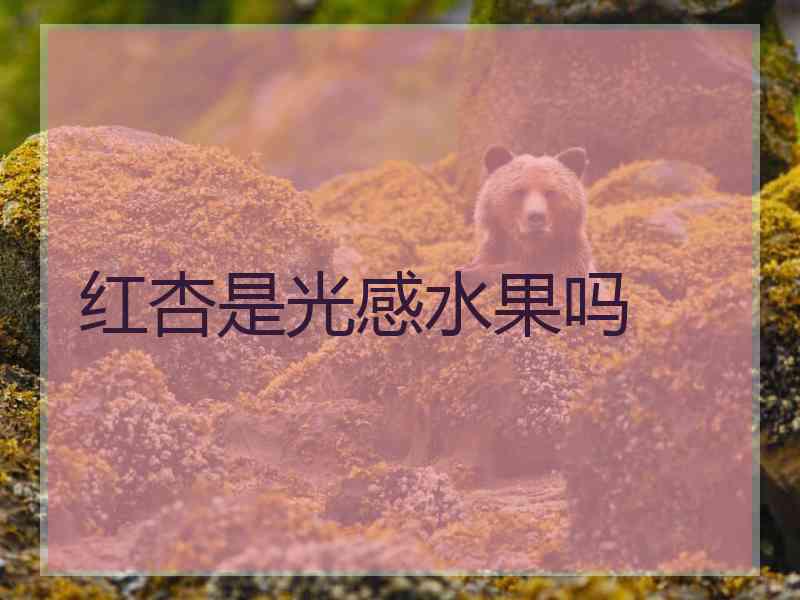 红杏是光感水果吗