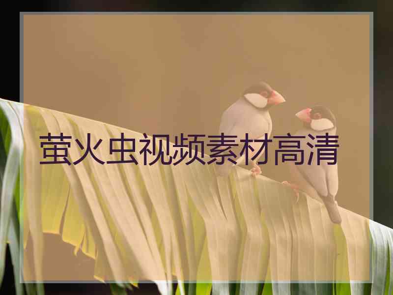 萤火虫视频素材高清