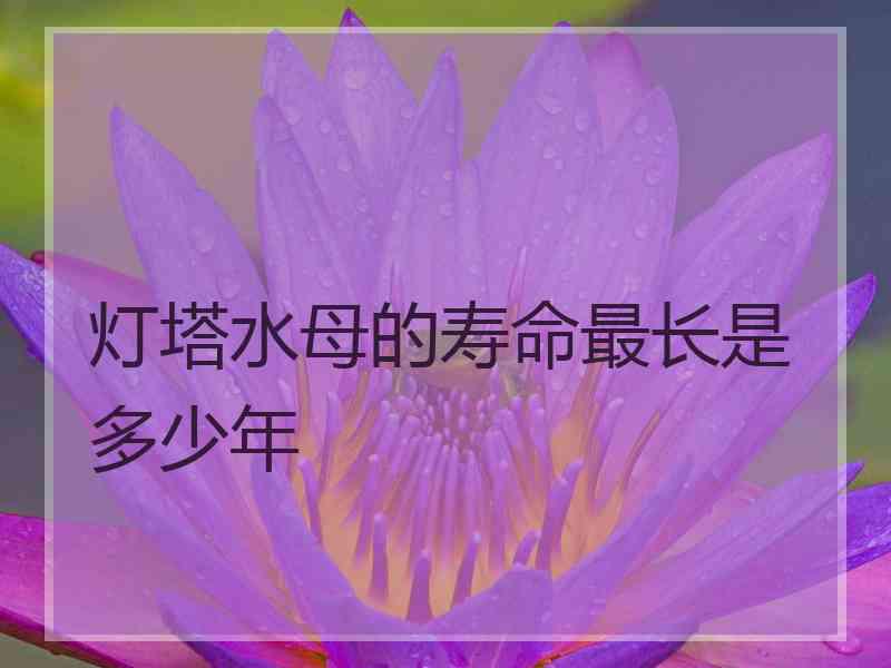 灯塔水母的寿命最长是多少年