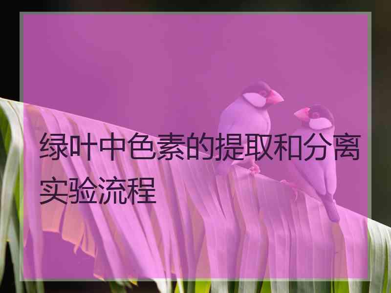 绿叶中色素的提取和分离实验流程