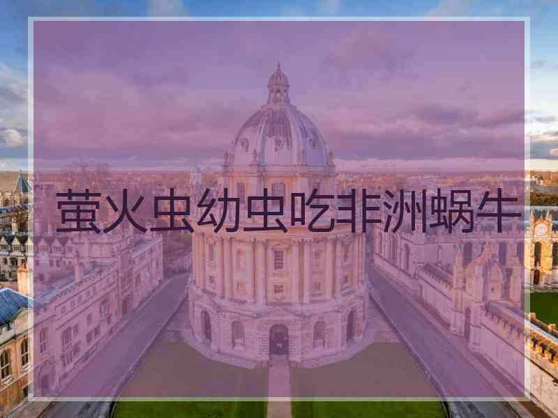 萤火虫幼虫吃非洲蜗牛