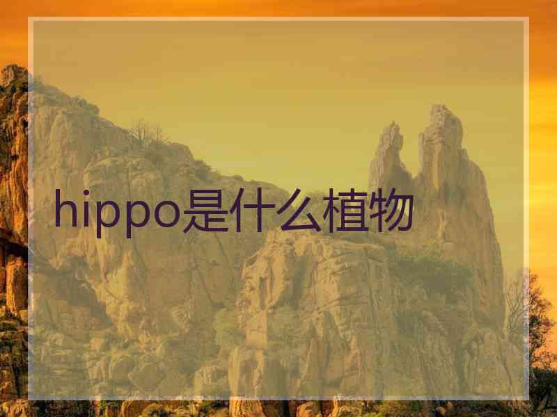 hippo是什么植物
