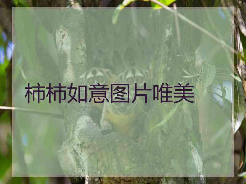 柿柿如意图片唯美