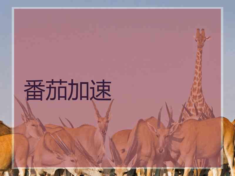 番茄加速