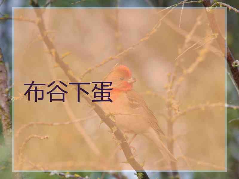 布谷下蛋