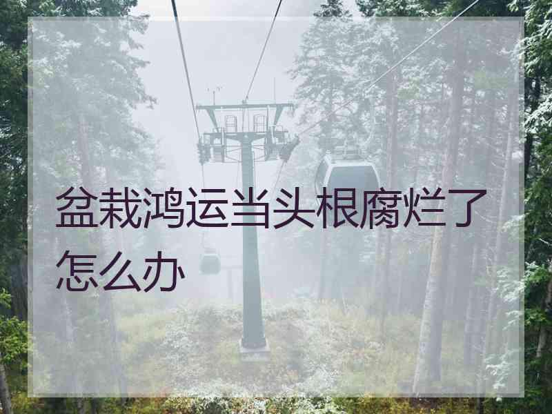 盆栽鸿运当头根腐烂了怎么办