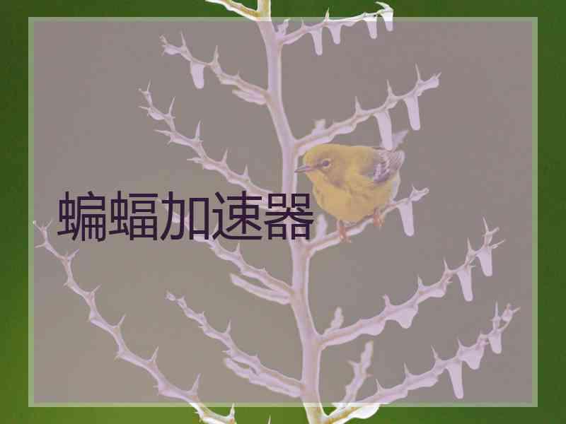 蝙蝠加速器