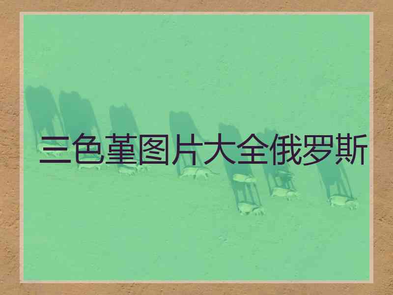 三色堇图片大全俄罗斯