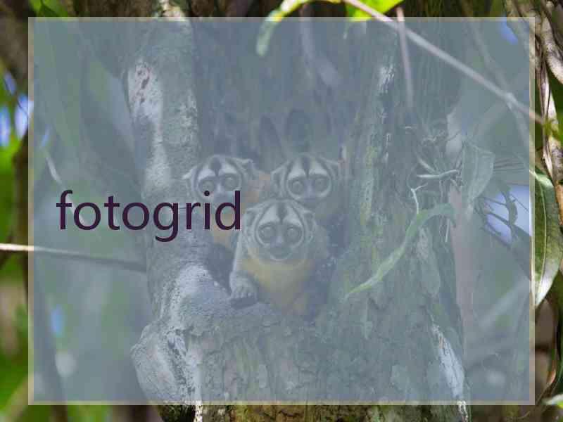 fotogrid