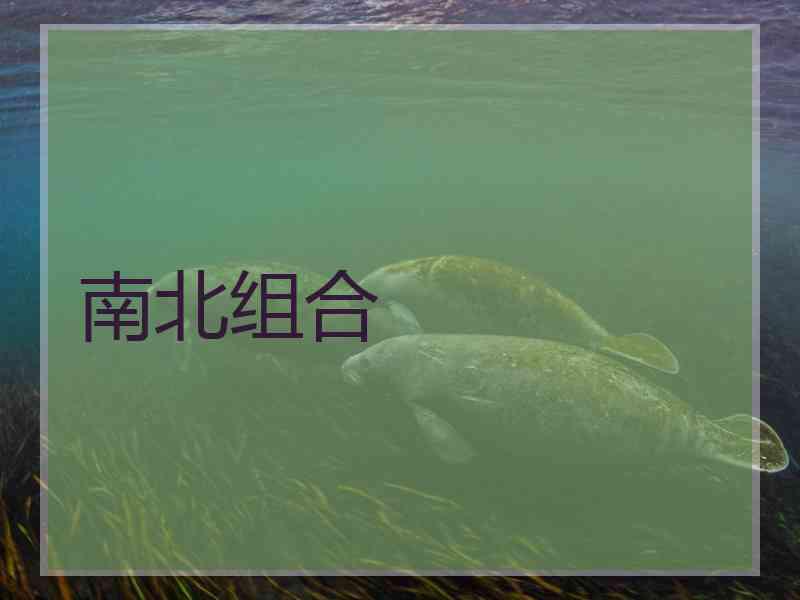 南北组合