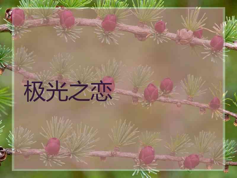极光之恋