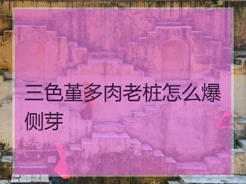 三色堇多肉老桩怎么爆侧芽