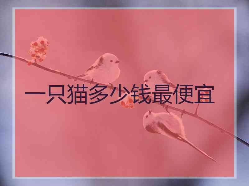 一只猫多少钱最便宜