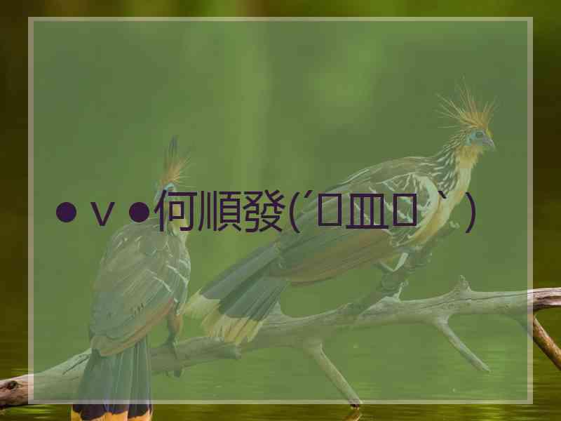 ●ｖ●何順發(´இ皿இ｀)