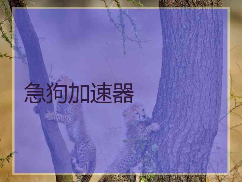急狗加速器