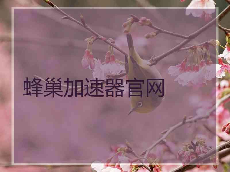 蜂巢加速器官网