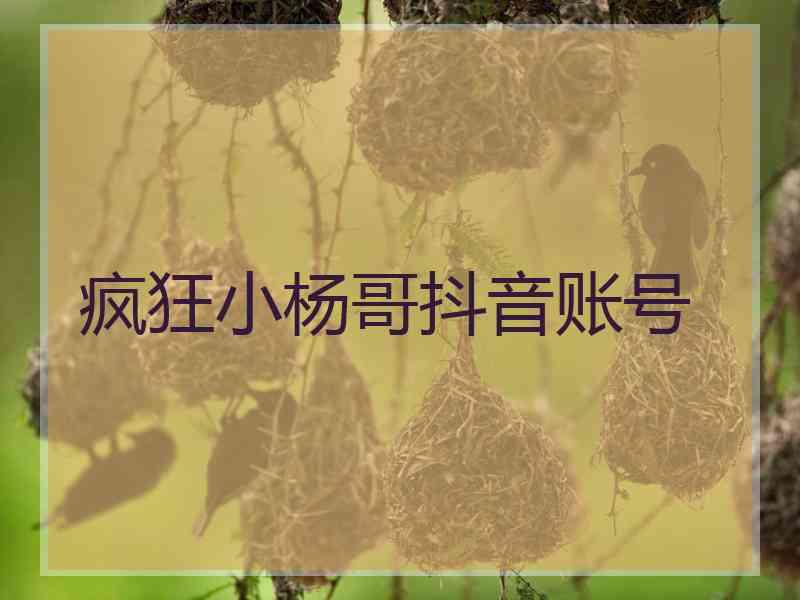 疯狂小杨哥抖音账号
