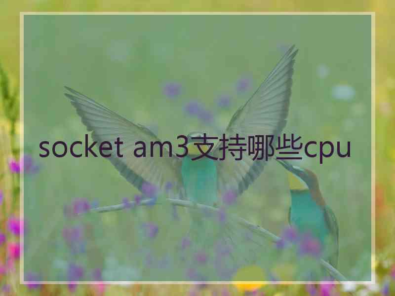 socket am3支持哪些cpu