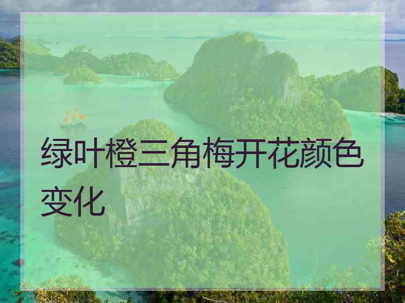 绿叶橙三角梅开花颜色变化