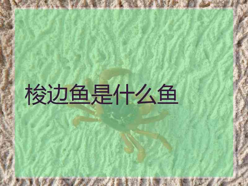 梭边鱼是什么鱼