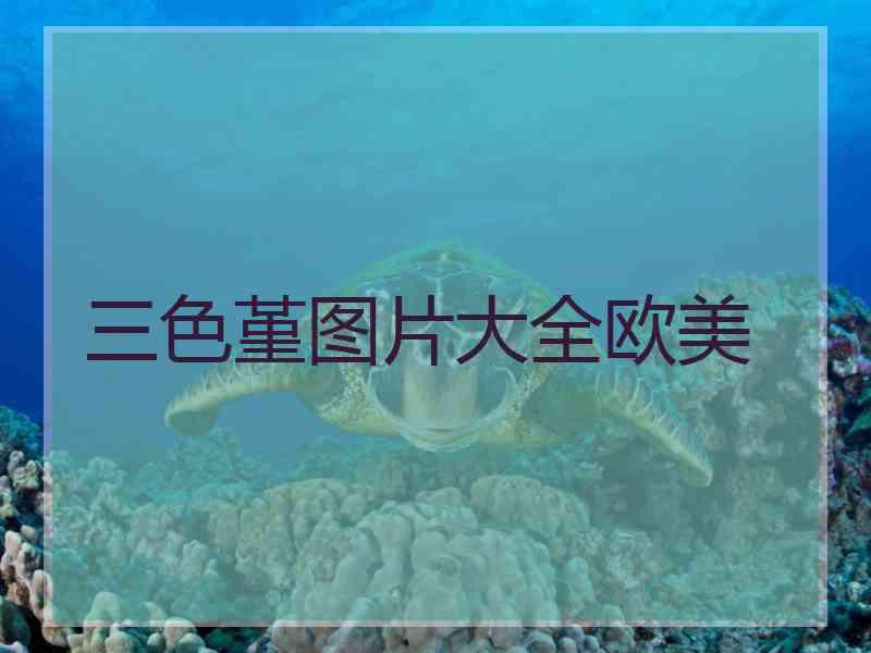 三色堇图片大全欧美