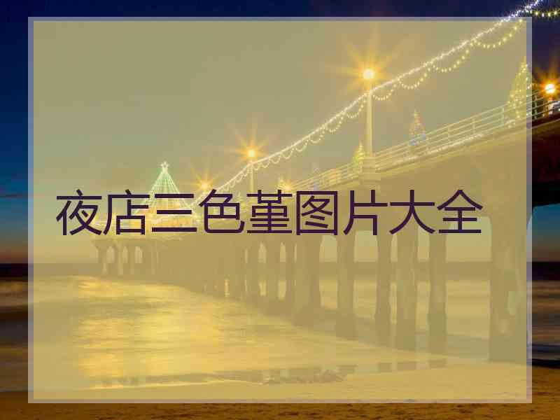 夜店三色堇图片大全