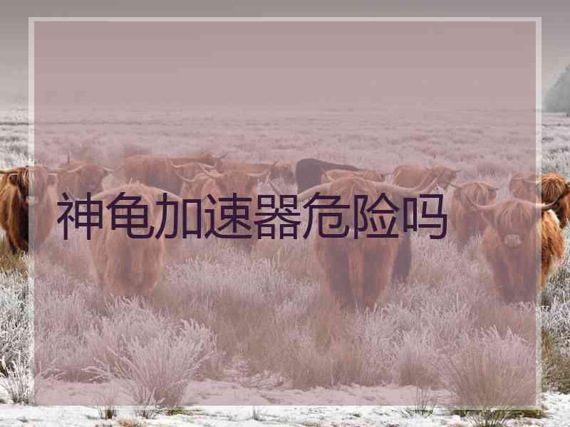 神龟加速器危险吗