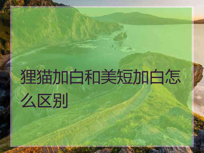 狸猫加白和美短加白怎么区别