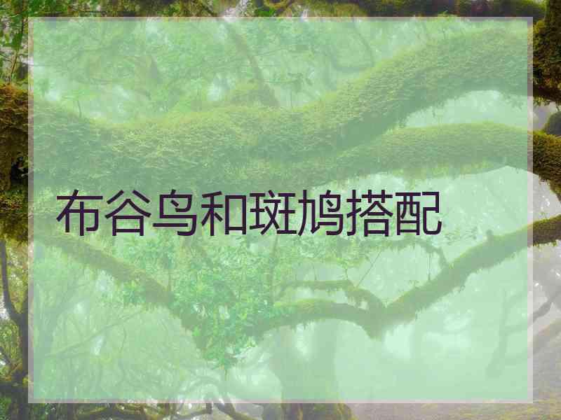 布谷鸟和斑鸠搭配