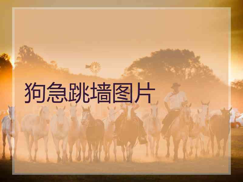 狗急跳墙图片