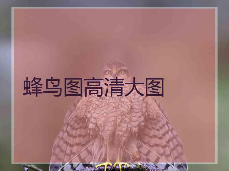 蜂鸟图高清大图