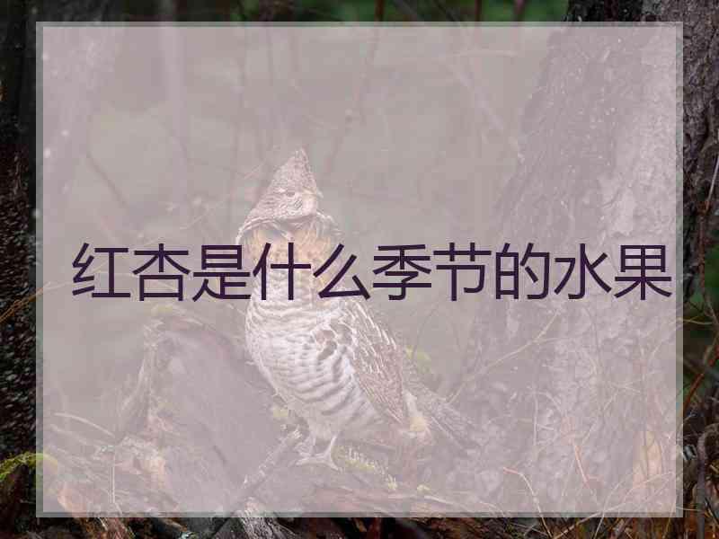 红杏是什么季节的水果