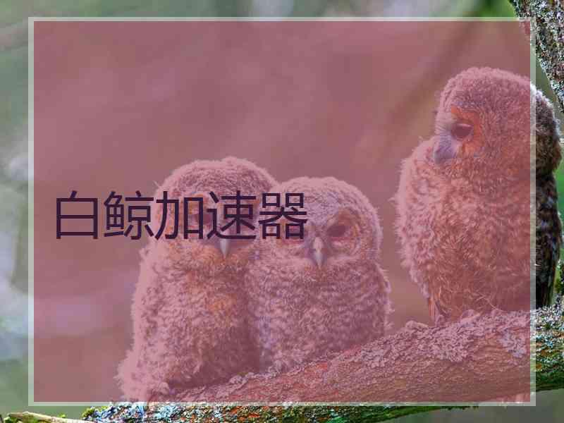 白鲸加速器