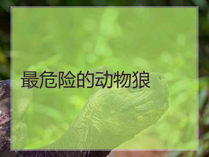 最危险的动物狼