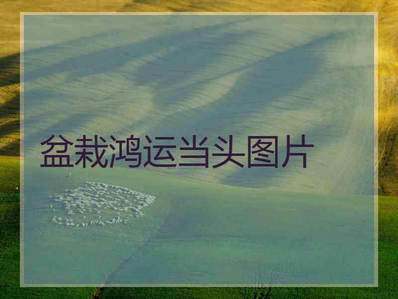 盆栽鸿运当头图片