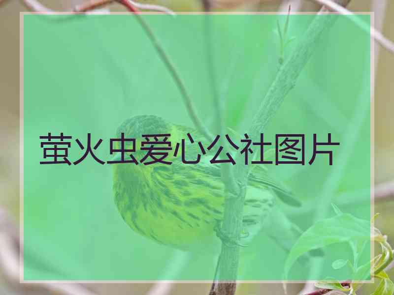 萤火虫爱心公社图片