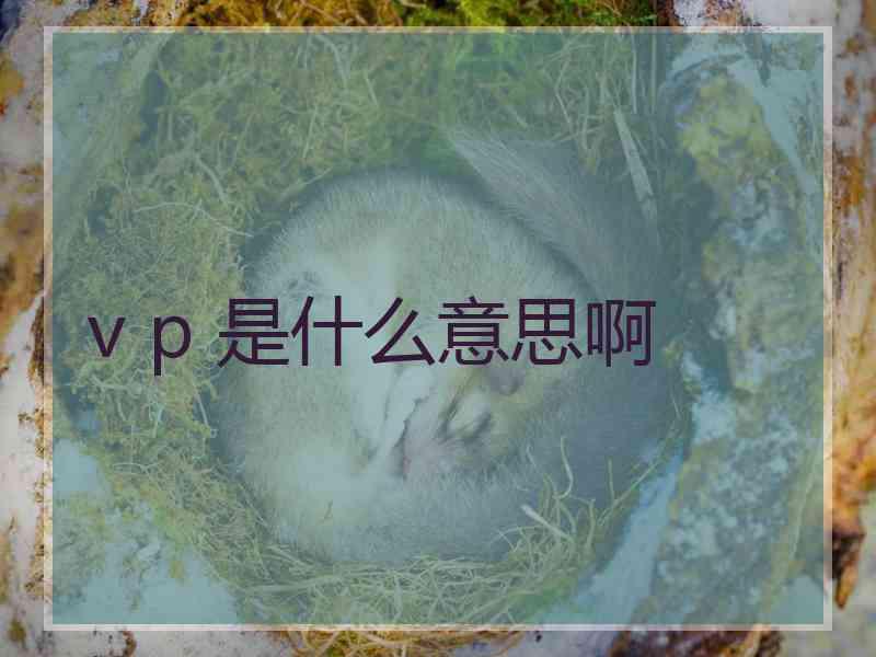 v p 是什么意思啊