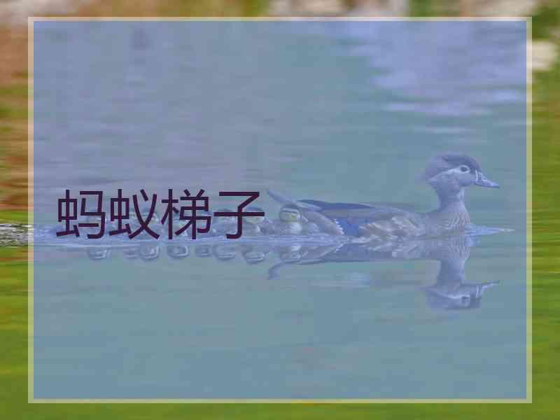 蚂蚁梯子